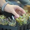 person picking up a small succulent at a Health and Wellness Services event