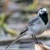 A white wagtail