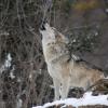 A wolf howling