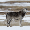 A wolf howling