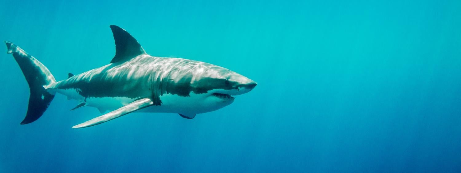 Great white shark swims through blue water