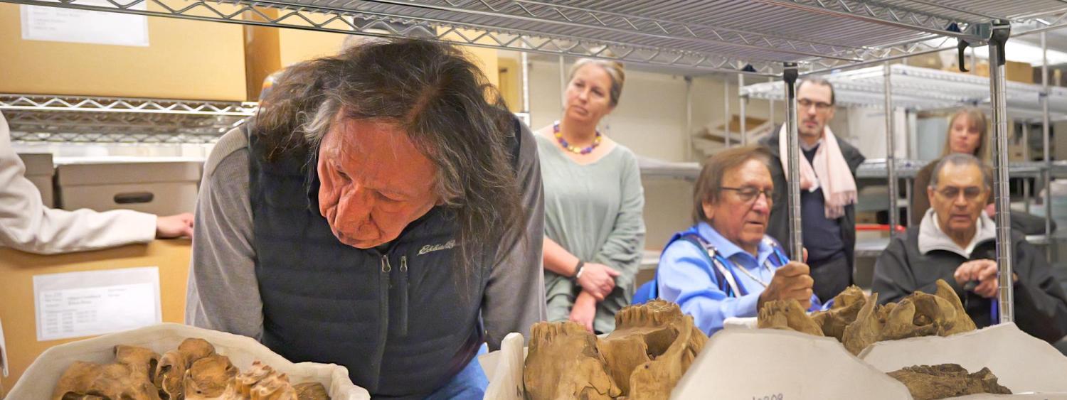 Man leans over a shelf holding three bison skulls stored in casts