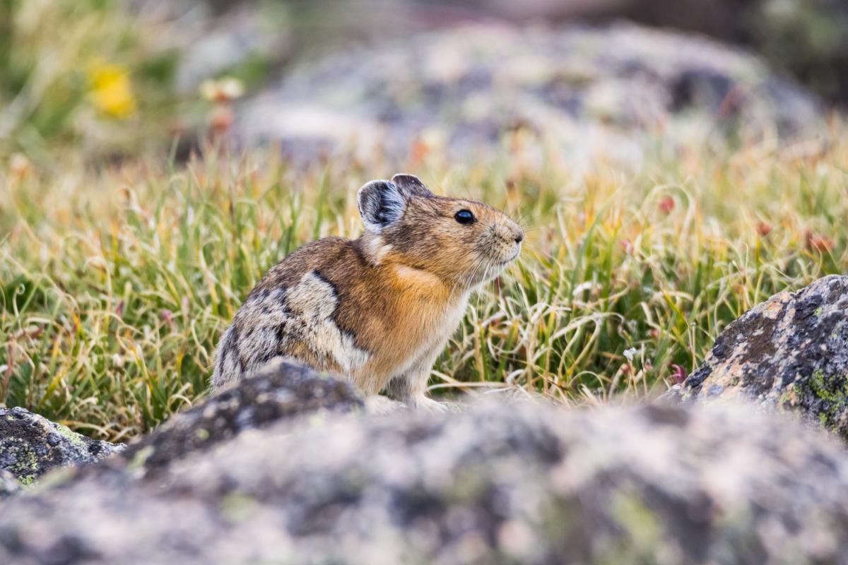 A photo of an American pika in the grass