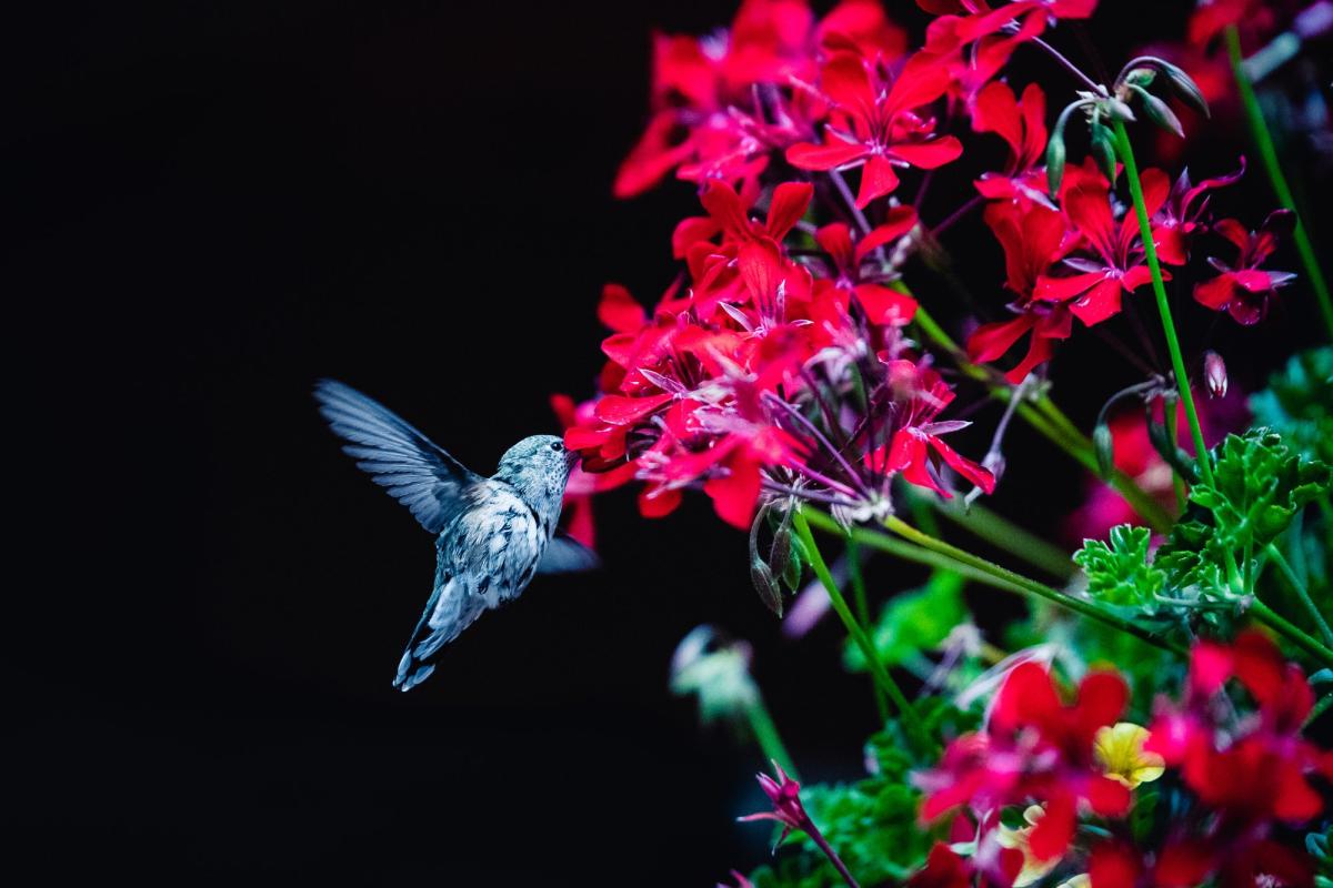A photo of a hummingbird and red flowers