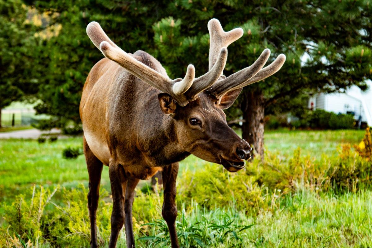 A photo of an elk