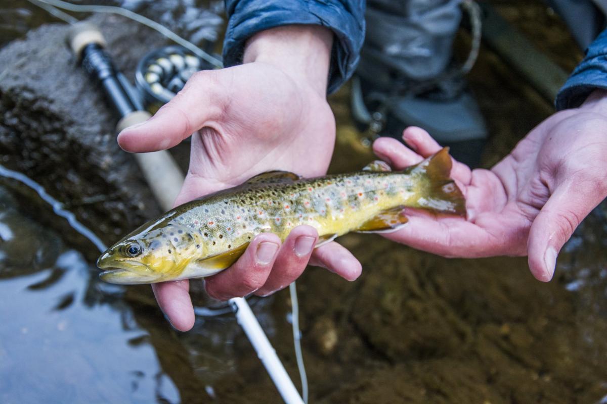 A photo of a person holding a small brown and yellow fish