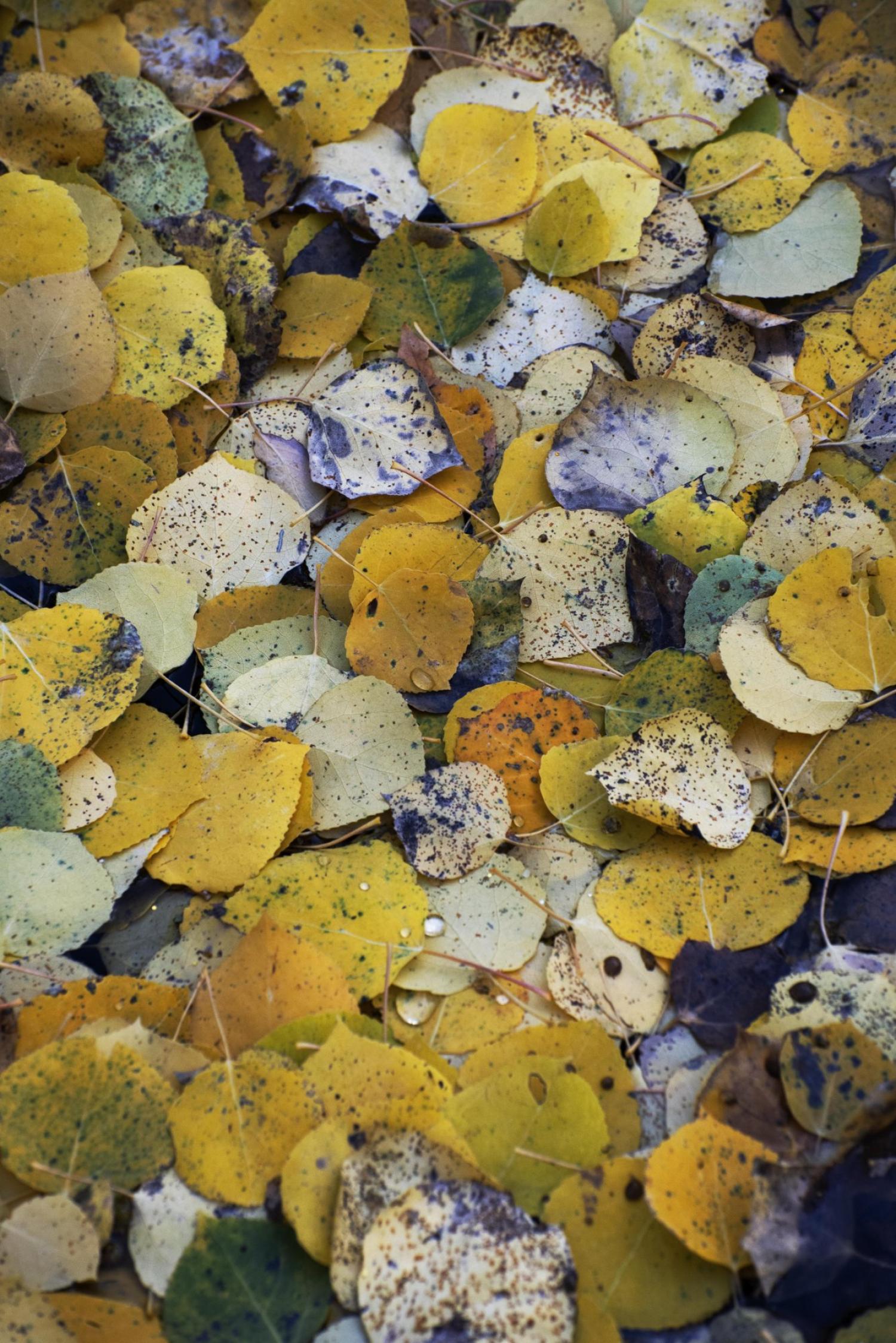 A photo of multicolored leaves