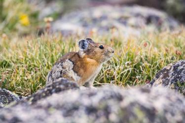 A photo of an American pika in the grass