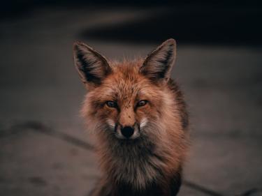 A photo of a fox