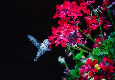A photo of a hummingbird and red flowers