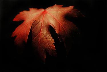 A photo of a red leaf on a black background