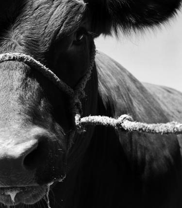A black-and-white photo of a cow's face
