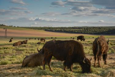 A photo of several buffalo/bison on a plain