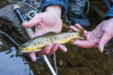 A photo of a person holding a small brown and yellow fish