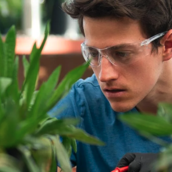 A white man with brown hair in blue t-shirt and wearing protective glasses concentrates on his work in a greenhouse.