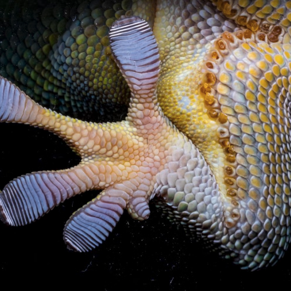 A close up of the bottom of a gecko's foot