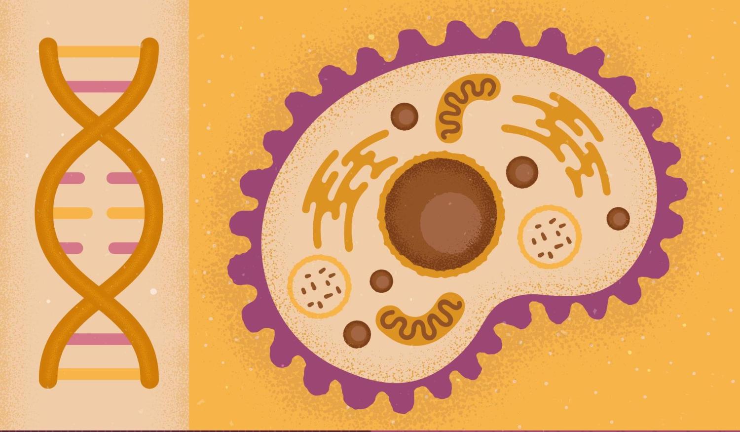 Mitochondria