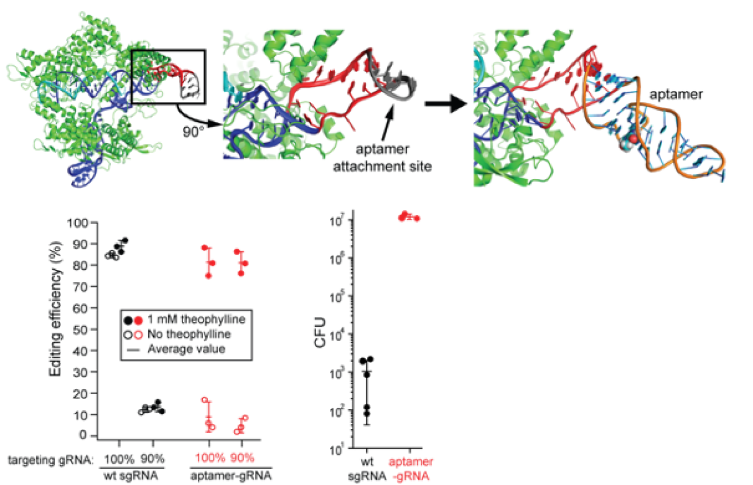 aptamer diagram