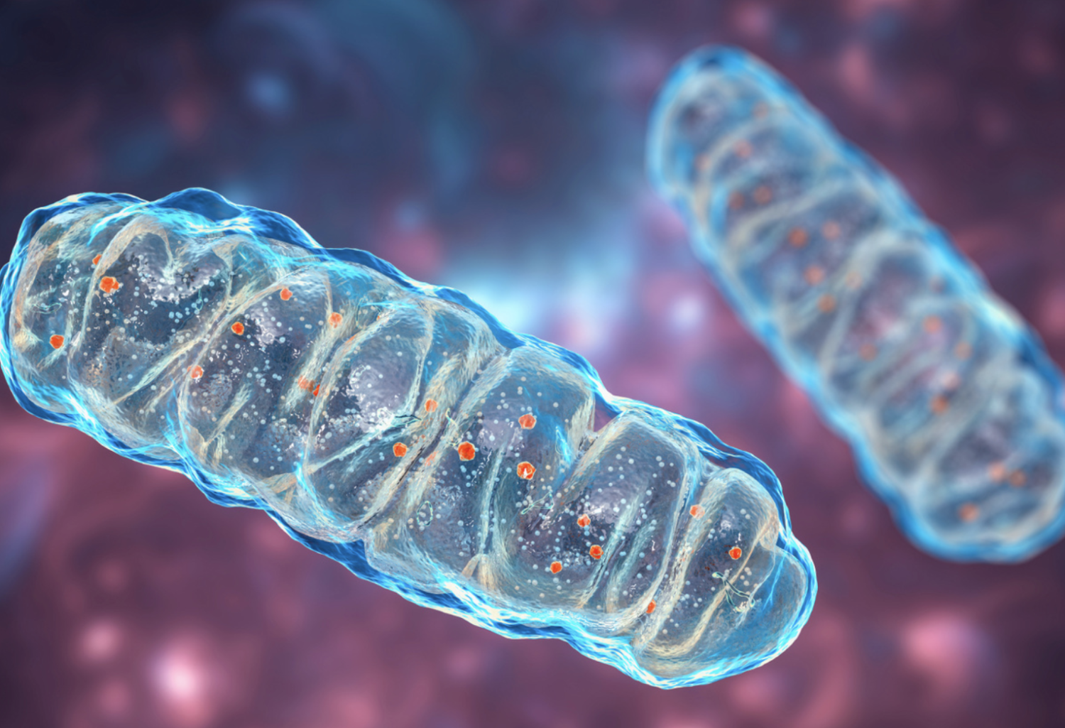 Promoting ATP synthase using peptidoglycan muropeptides