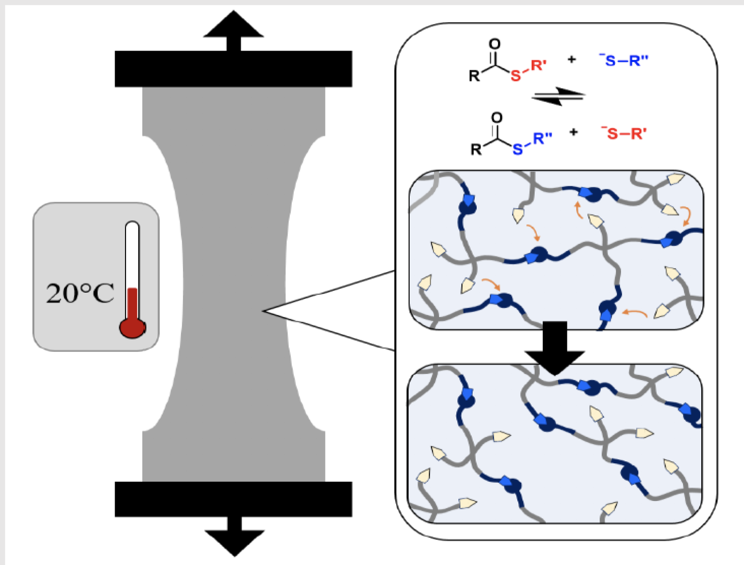 thiol-thioester exchange graphic