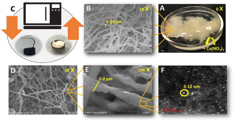 Growth of Fungal Electrochemical Materials