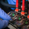 Close up of fingers wearing purple latex gloves handling a machine with tiny round batteries in it.