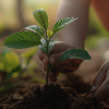 A pair of toddler's hands plant a leafy plant in rich soil