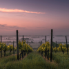 Sunset over a peaceful vineyard