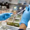 Hands wearing lab gloves pipette liquid onto a microscope slide