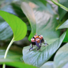 A tiny insect-like robot sits on a leaf