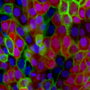 cells