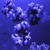 Illustration of human cells