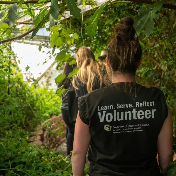 students volunteering in woods