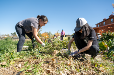 Volunteers clearing weeds
