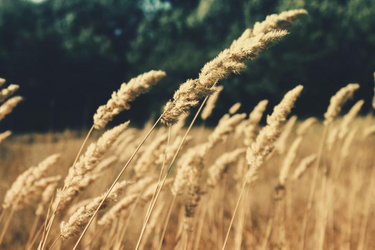 wheat field