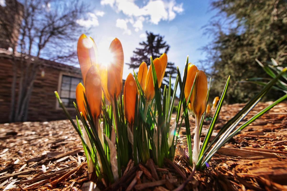 Orange Crocuses growing on campus