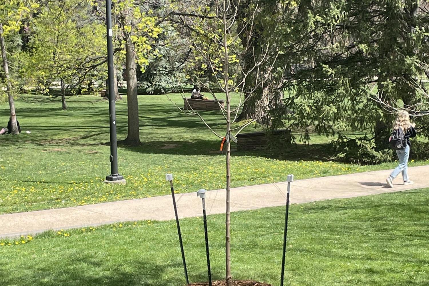 Senior Colloquium Tree Planting Event